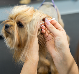 dog getting ears cleand